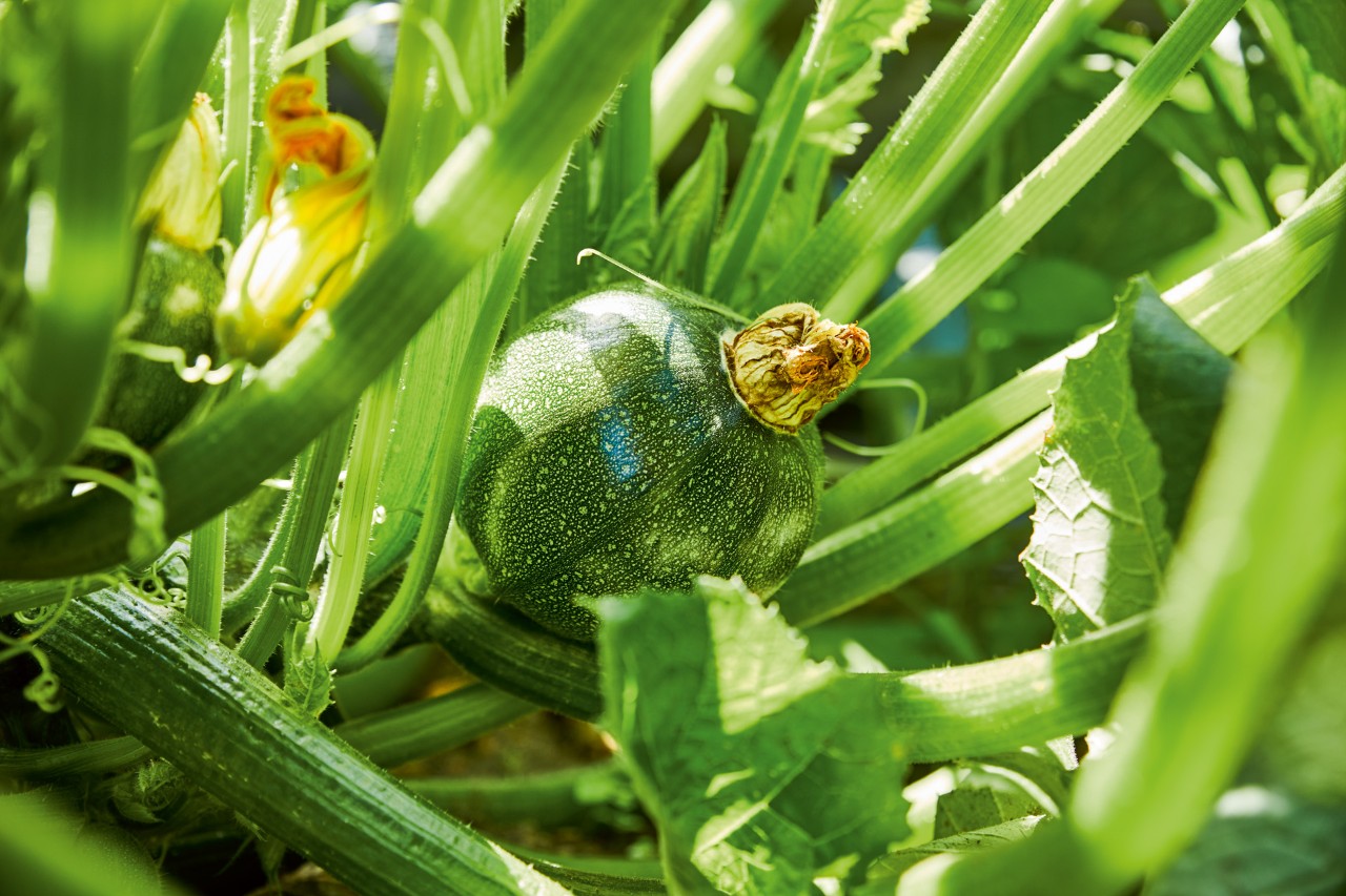 Close-up of a round courgette in a vegetable patch