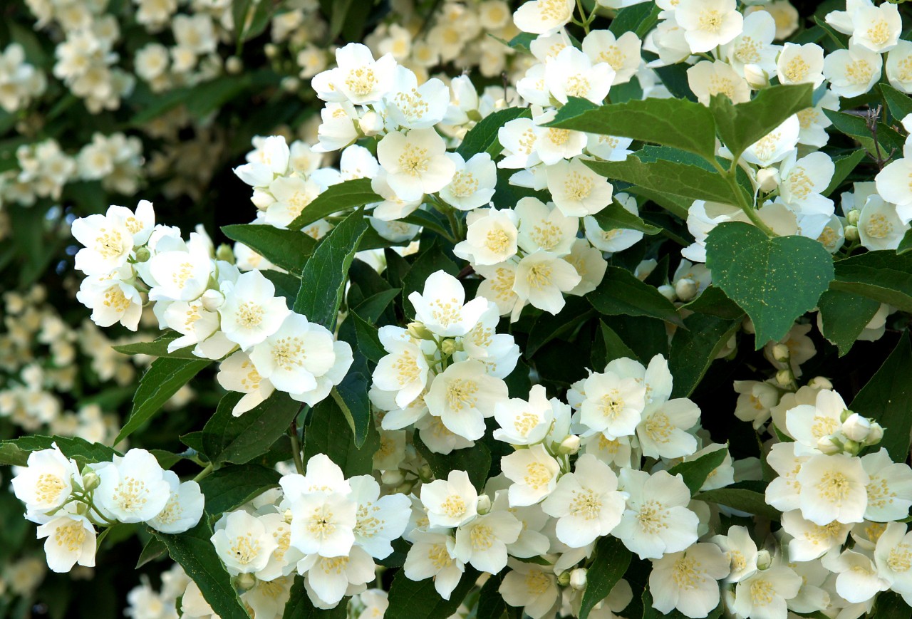 White flowers and green leaves on a drought tolerant garden plant, the mock orange