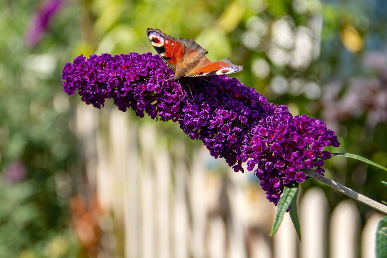 Close-up of a peacock butterfly on dark purple lilac blooms