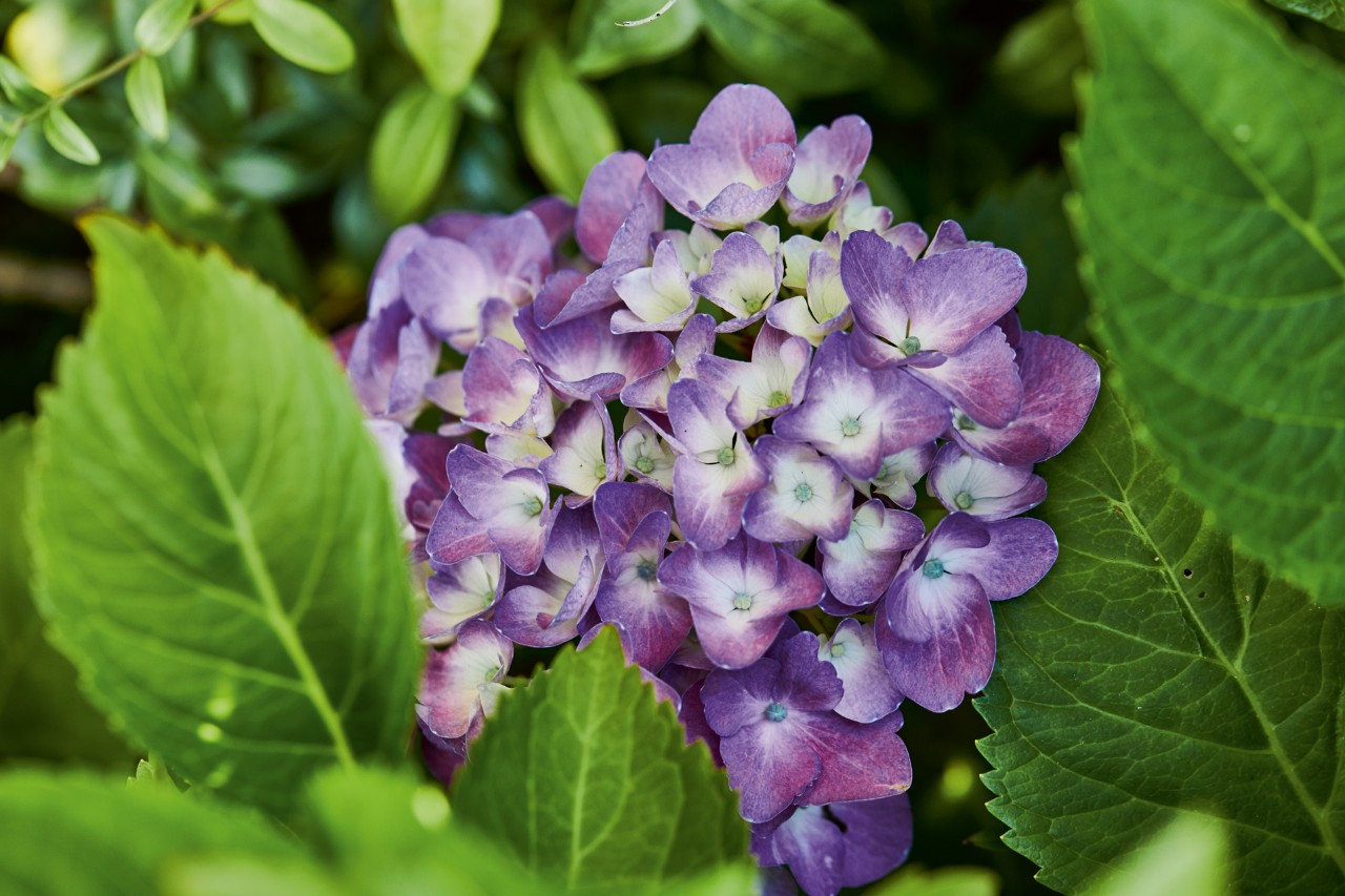 Close-up of a violet flowering hydrangea