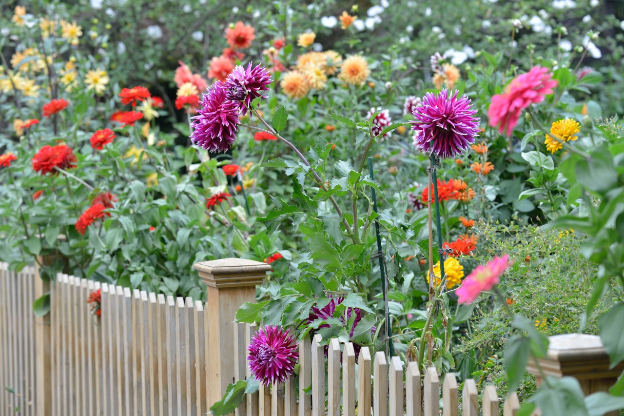 Colourful flowering dahlias behind a wooden privacy fence 