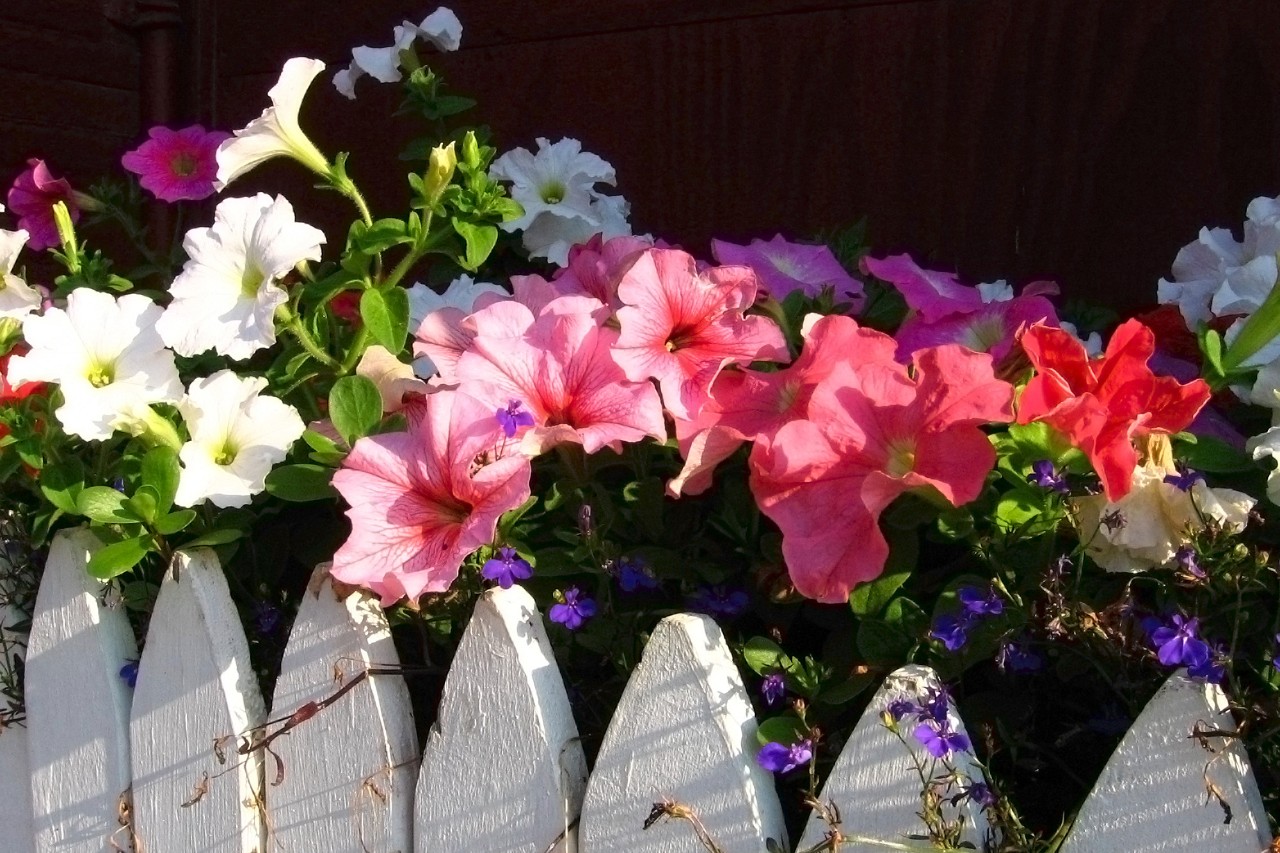 Window boxes with colourful summer flowers and plants on a fence