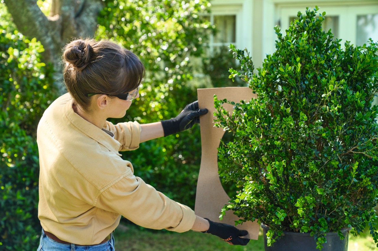 A woman holding the homemade template up to the boxwood