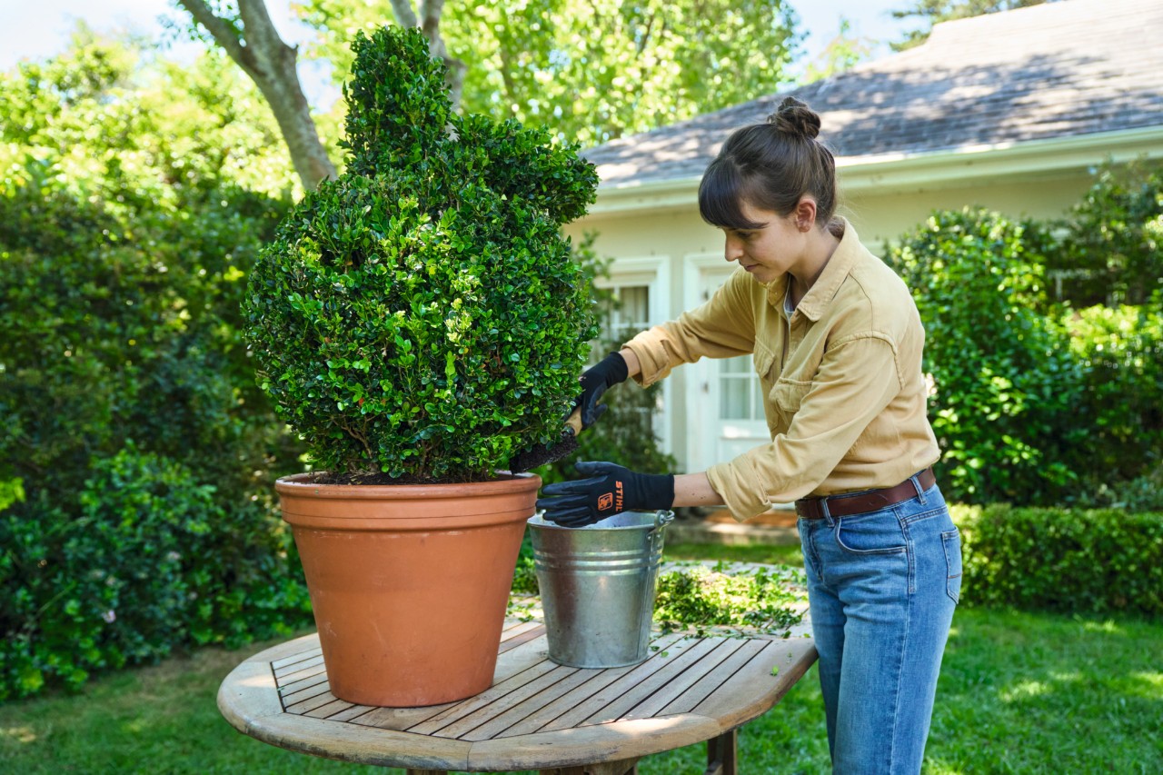 A woman using a hand shovel to fill the boxwood container with soil