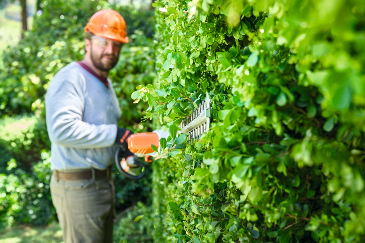 A man wearing protective equipment trimming a hedge from bottom to top with a STIHL HLA 56 cordless long-reach hedge trimmer