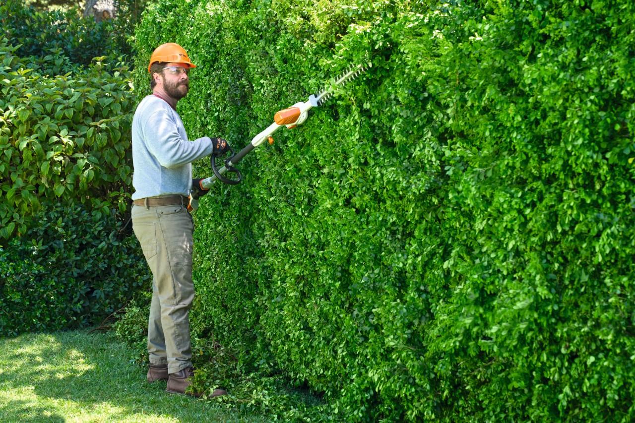 A man using a STIHL HLA 56 cordless long-reach hedge trimmer with extended telescopic arm to cut a tall hedge