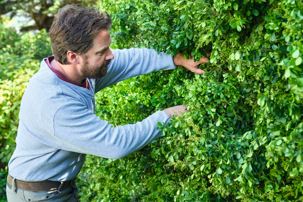 A man searching through a densely growing hedge for bird nests