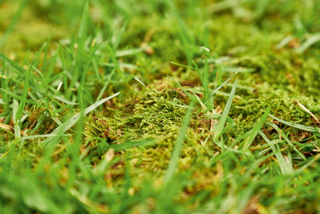 Close-up of a lawn infested by moss