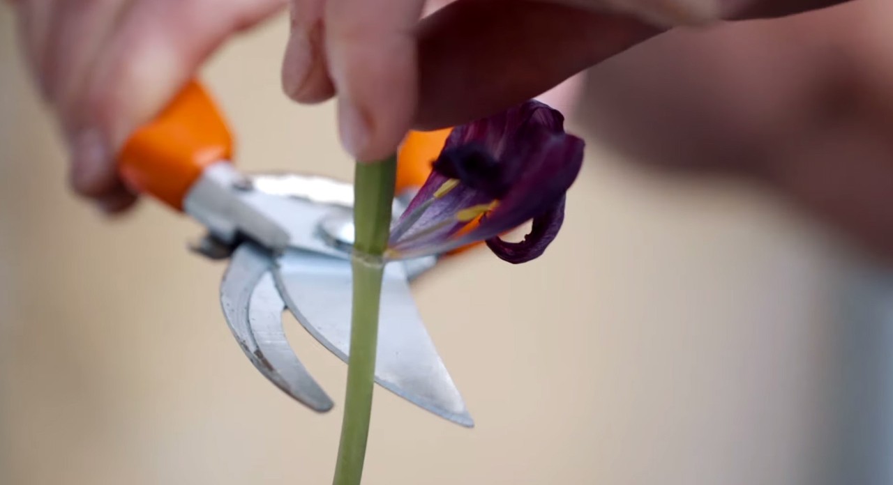 The stem of a flower being cut with secateurs