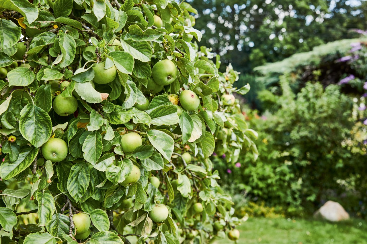 A green apple tree with bushes and other fruit trees in the background