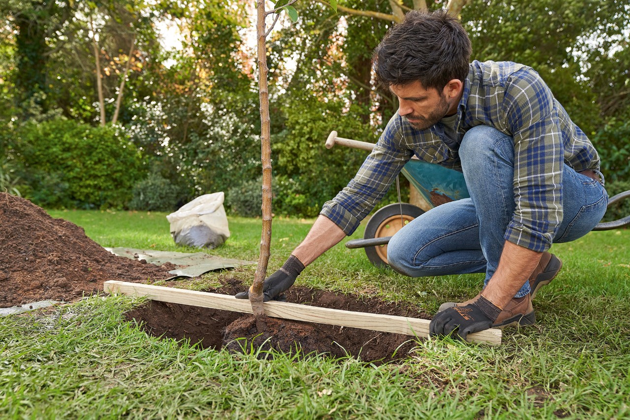 A man wearing STIHL protective gloves centring a tree in the planting hole, and placing a batten over the hole