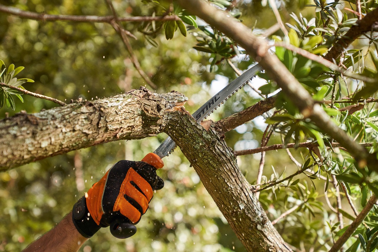 A man wearing STIHL protective gloves saws a branch off a deciduous tree using a STIHL saw