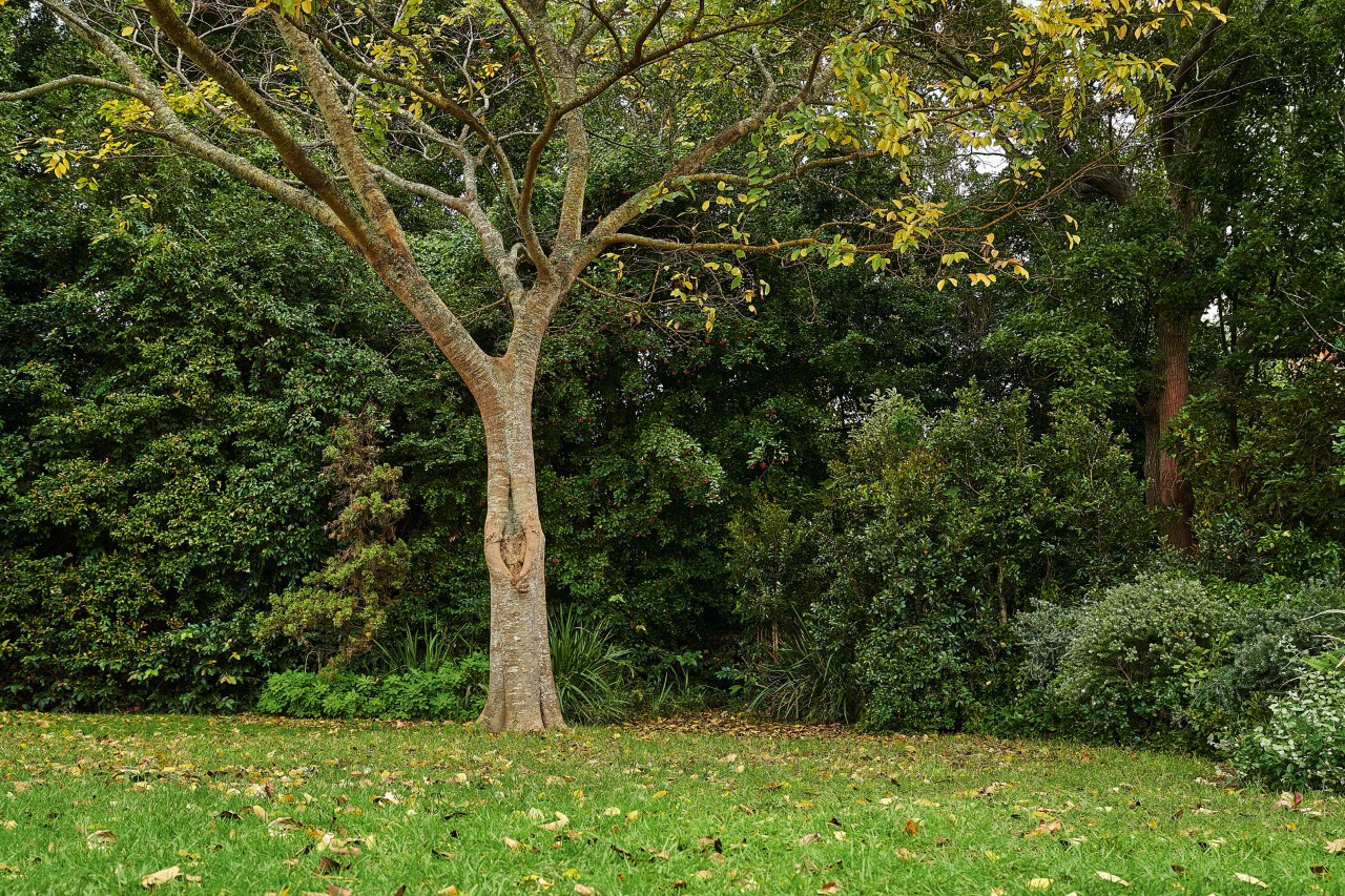 Deciduous tree in a garden in autumn