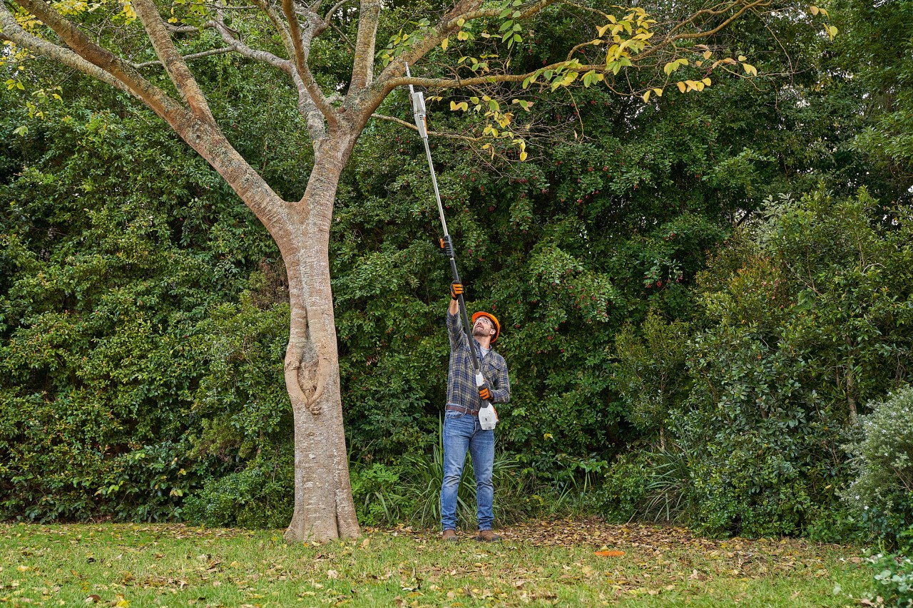A man cutting a branch from a deciduous tree with the STIHL HTA 56 cordless pole pruner.