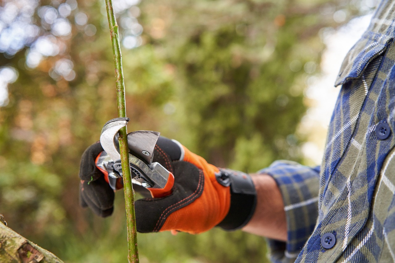 A person cutting a twig using secateurs