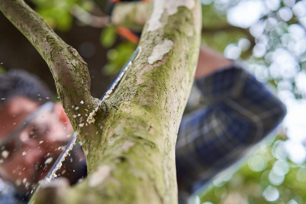 A man saws a branch off a tree from top to bottom, along the branch collar