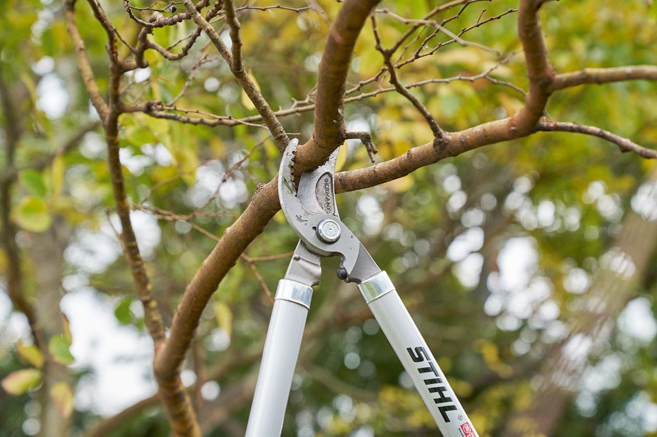 A person cuts a branch from a tree crown using the STIHL PB 11 bypass pruning shears