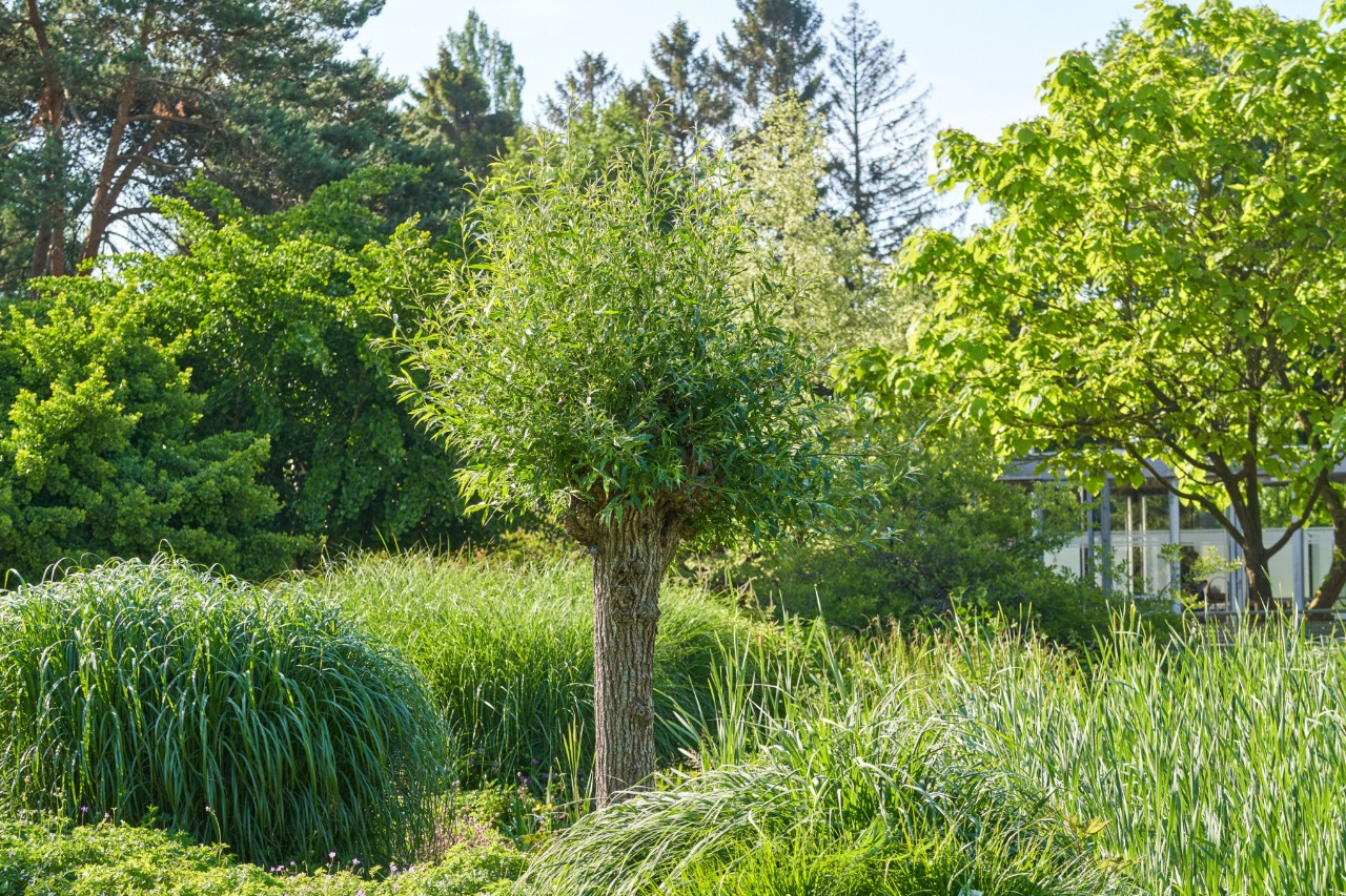 A white willow tree surrounded by other plants
