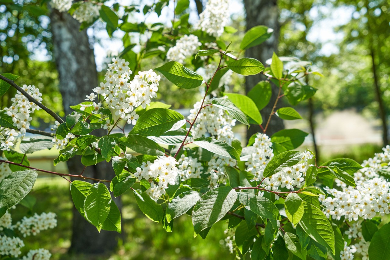 White blooming bird cherry