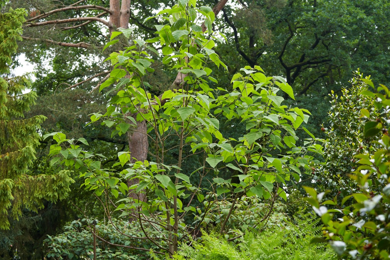 A foxglove tree surrounded by other plants