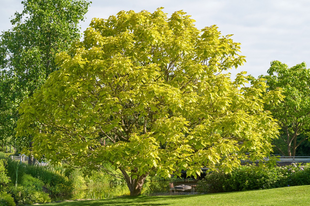 Indian bean tree in a meadow