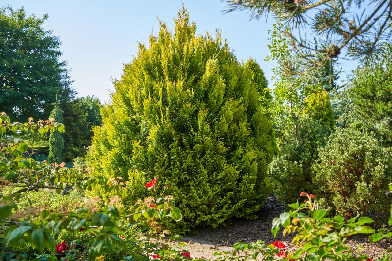 Yellow thuja surrounded by other shrubs