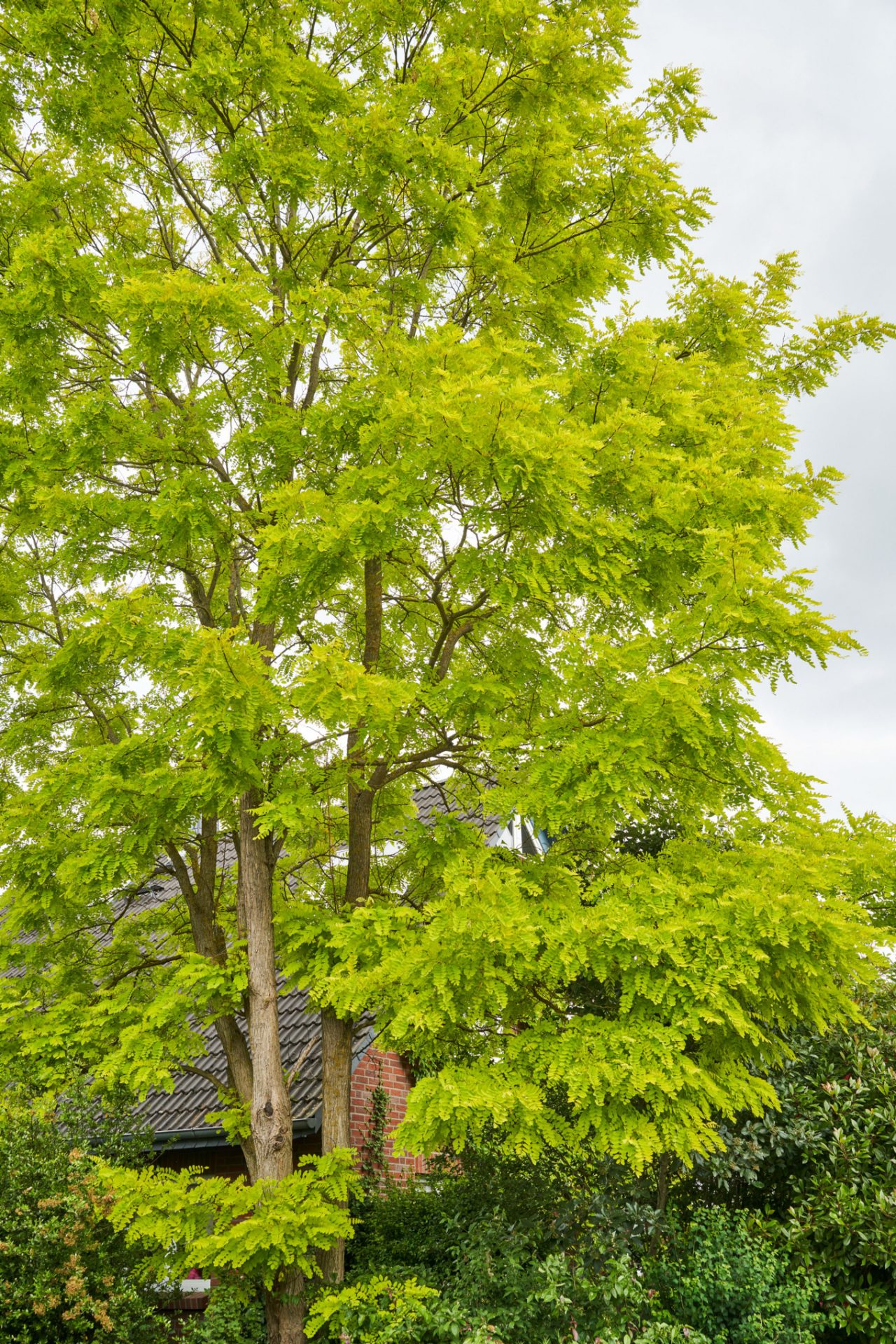False acacia with yellow-green foliage