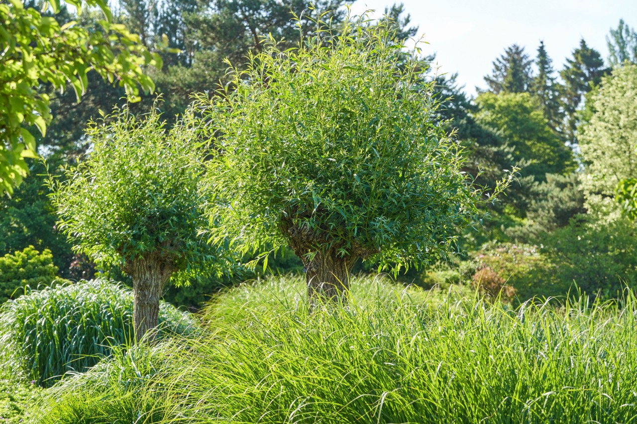 Green deciduous trees and bushes