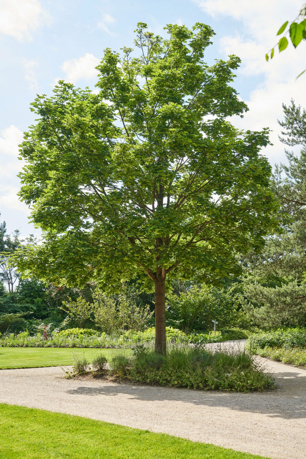 Fast-growing tree in sunshine next to a lawn
