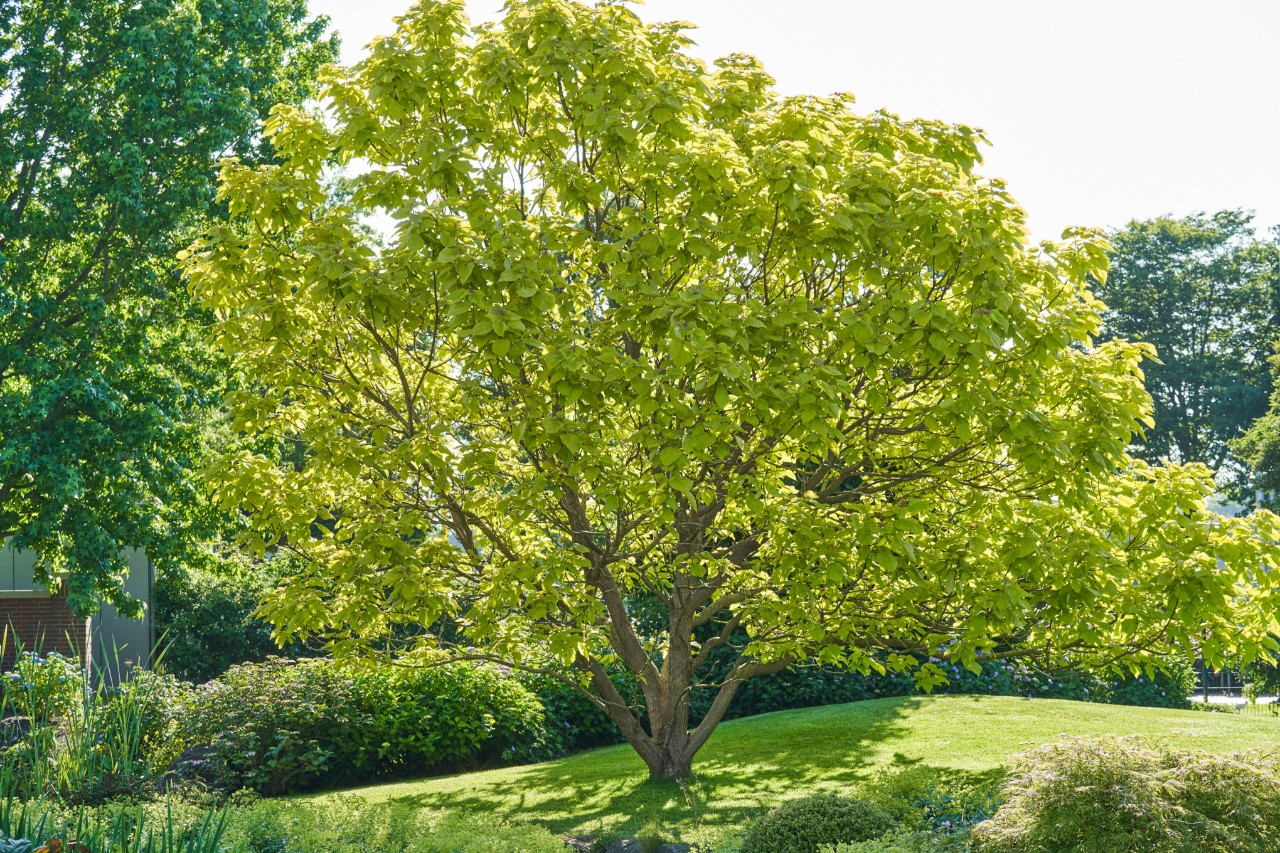 Deciduous tree in the sun