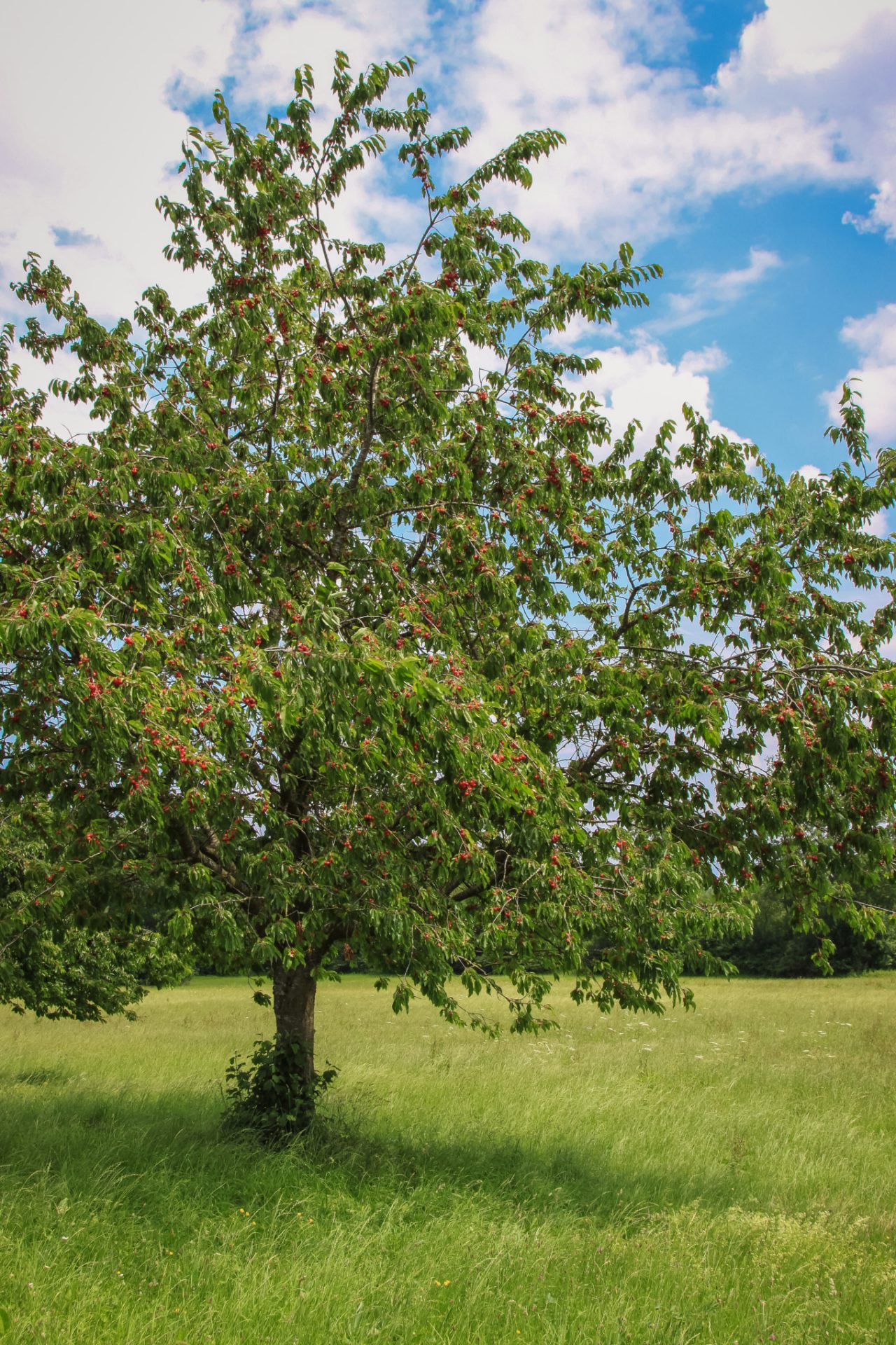 A sweet cherry with fruit in a meadow under a blue, cloudy sky
