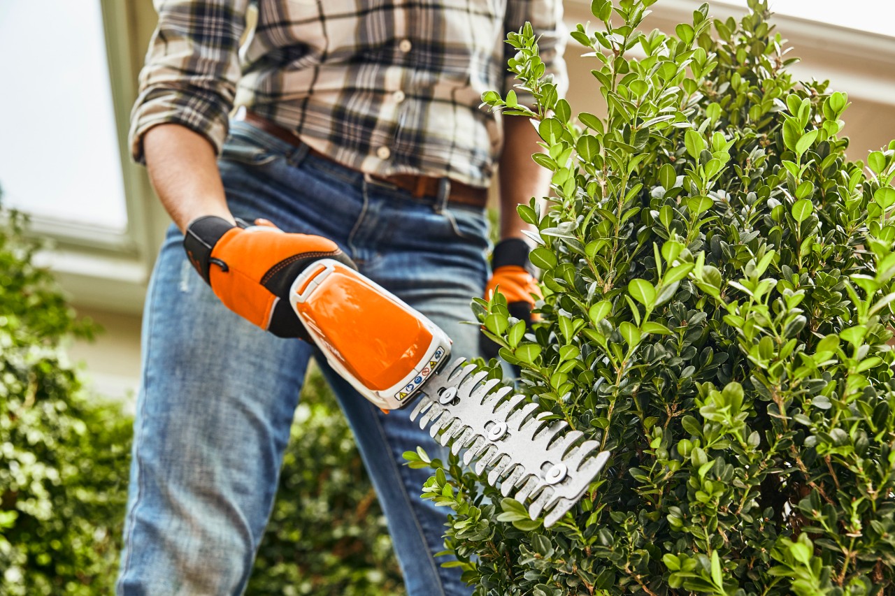 A bush being trimmed using STIHL HSA 26 cordless shrub shears